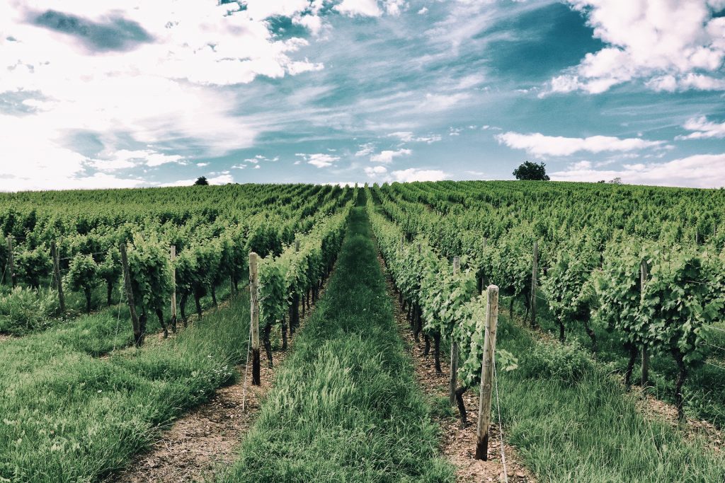 XXVII Domingo do Tempo Comum (Ano A)