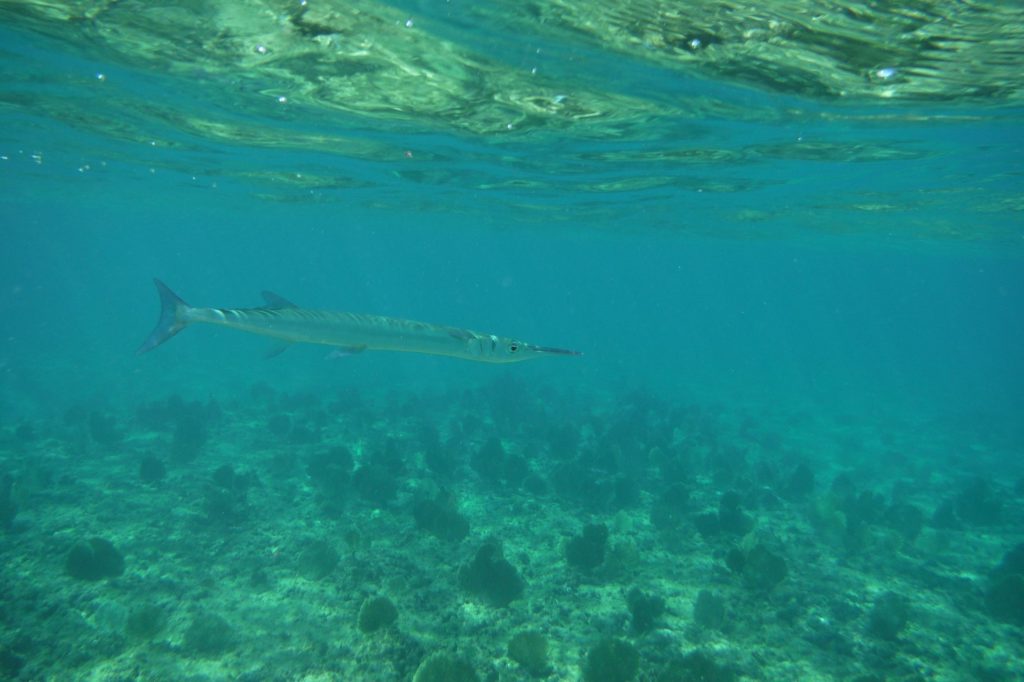 Vaticano: Papa apela à proteção dos Oceanos em vídeo que alerta para impacto do plástico (c/vídeo)