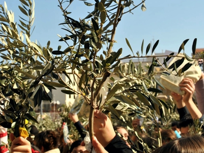 Palmas e oliveiras: O Domingo de Ramos na Bíblia, natureza e espiritualidade
