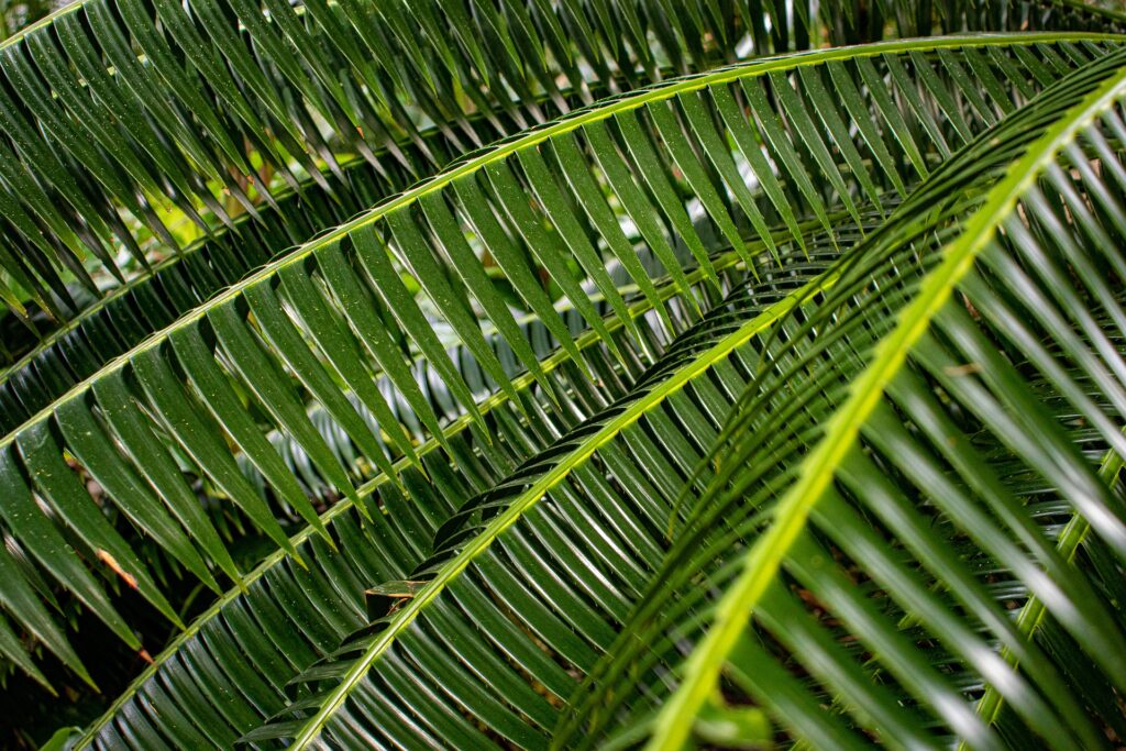 Pe. Franclim Pacheco | Domingo de Ramos na Paixão do Senhor (Ano B)