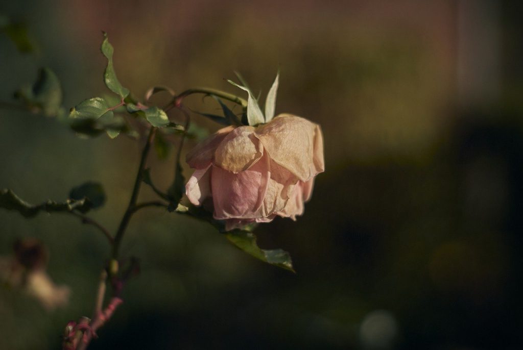 Poesia eterna – luz na noite escura | [LIV] | COM O ESPÍRITO ROBUSTO